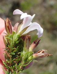 Roella spicata spicata
