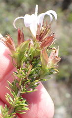 Roella spicata spicata