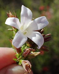 Roella spicata spicata