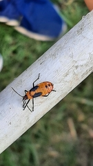 Oncopeltus fasciatus