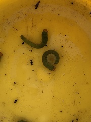 Monostegia abdominalis