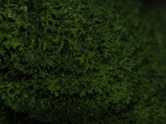 Metzgeria consanguinea