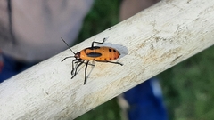 Oncopeltus fasciatus