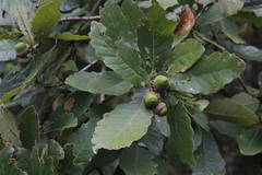 Quercus obtusata