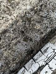 Myriolecis semipallida