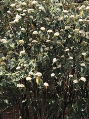 Viburnum