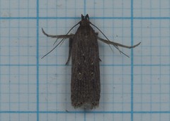 Helcystogramma