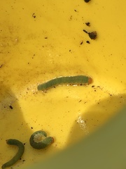 Monostegia abdominalis