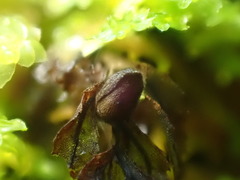 Hymenophyllum wilsonii