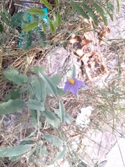 Solanum elaeagnifolium