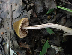 Entoloma flavoviride