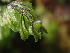 Hymenophyllum wilsonii