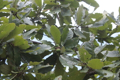 Quercus obtusata