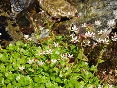 Micranthes stellaris robusta