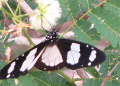 Amauris ochlea ochlea