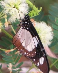 Amauris ochlea ochlea