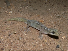 Oedura elegans