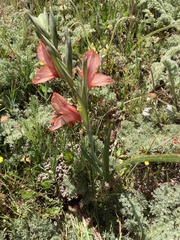Gladiolus meliusculus