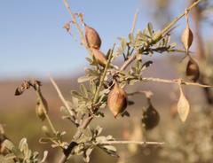 Wiborgia leptoptera cedarbergensis