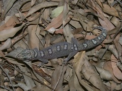 Oedura elegans