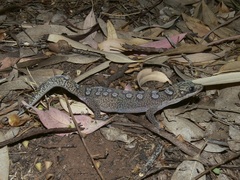 Oedura elegans