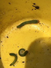 Monostegia abdominalis