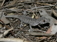 Strophurus williamsi