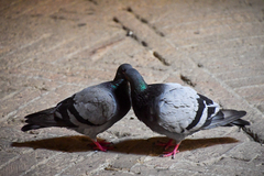 Columba livia domestica