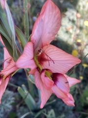 Gladiolus meliusculus