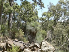 Xanthorrhoea glauca