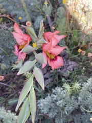 Gladiolus meliusculus