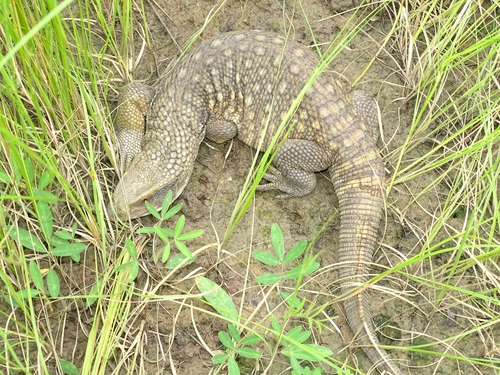 Savannah Monitor