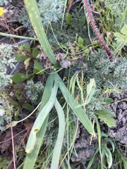 Gladiolus meliusculus