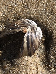 Dreissena polymorpha