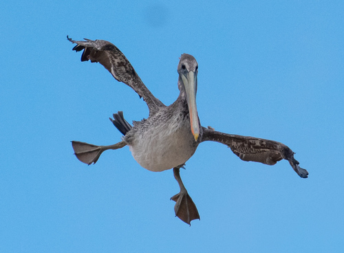 Brown Pelican photographed in California