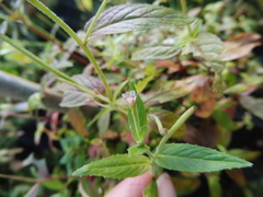 Epilobium roseum