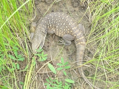 Varanus exanthematicus