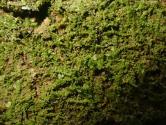 Microlejeunea ulicina