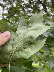 Melikaiella ostensackeni