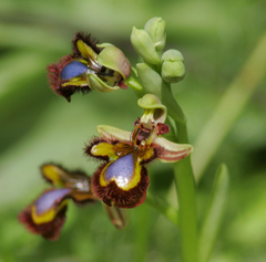 Ophrys speculum