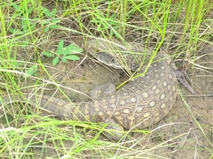 Varanus exanthematicus