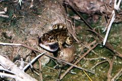 Leptodactylus bufonius