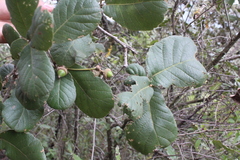 Quercus greggii