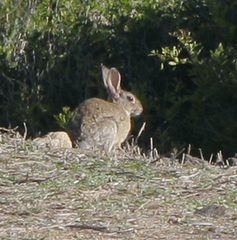 Lepus capensis