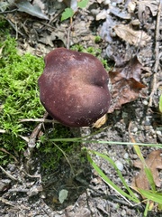 Tylopilus ferrugineus