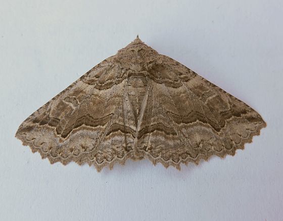 Bramble Zale