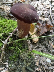 Tylopilus ferrugineus