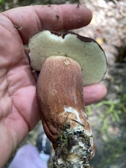 Tylopilus ferrugineus