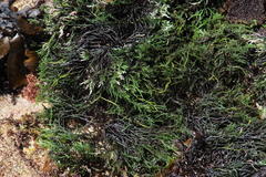 Gracilaria