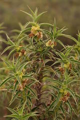 Cliffortia acanthophylla